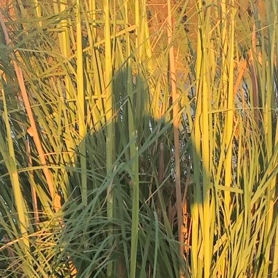 whitesnowredas's profile picture. #hashtagging