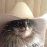 Trepidity (@thetrepidity) 's Twitter Profile