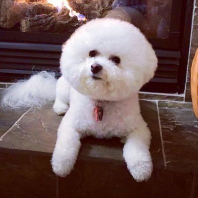 The adventures and escapades of a singing, traveling, hiking, squirrel chasing, fluffy #bichonfrise with a Southern accent, y’all. 🐾