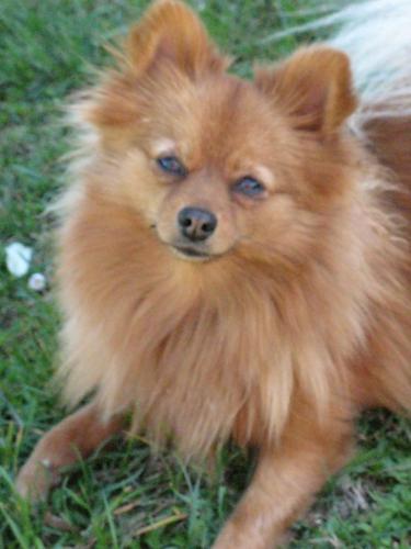 princessthepup's profile picture. I’m an Italian Pomeranian who used to live the dolce vita in Milan and moved to California when just over 1 y.o. I love chicken, people and traveling!