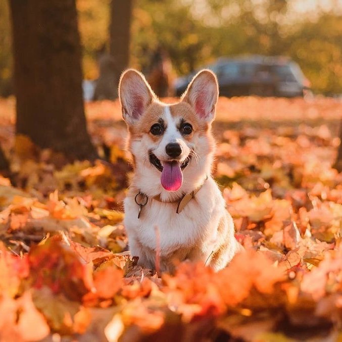 Corginess1's profile picture. Because who doesn’t love corgis??🐶