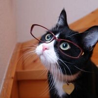 たけとよねこ (@taketoyocat) Twitter profile photo