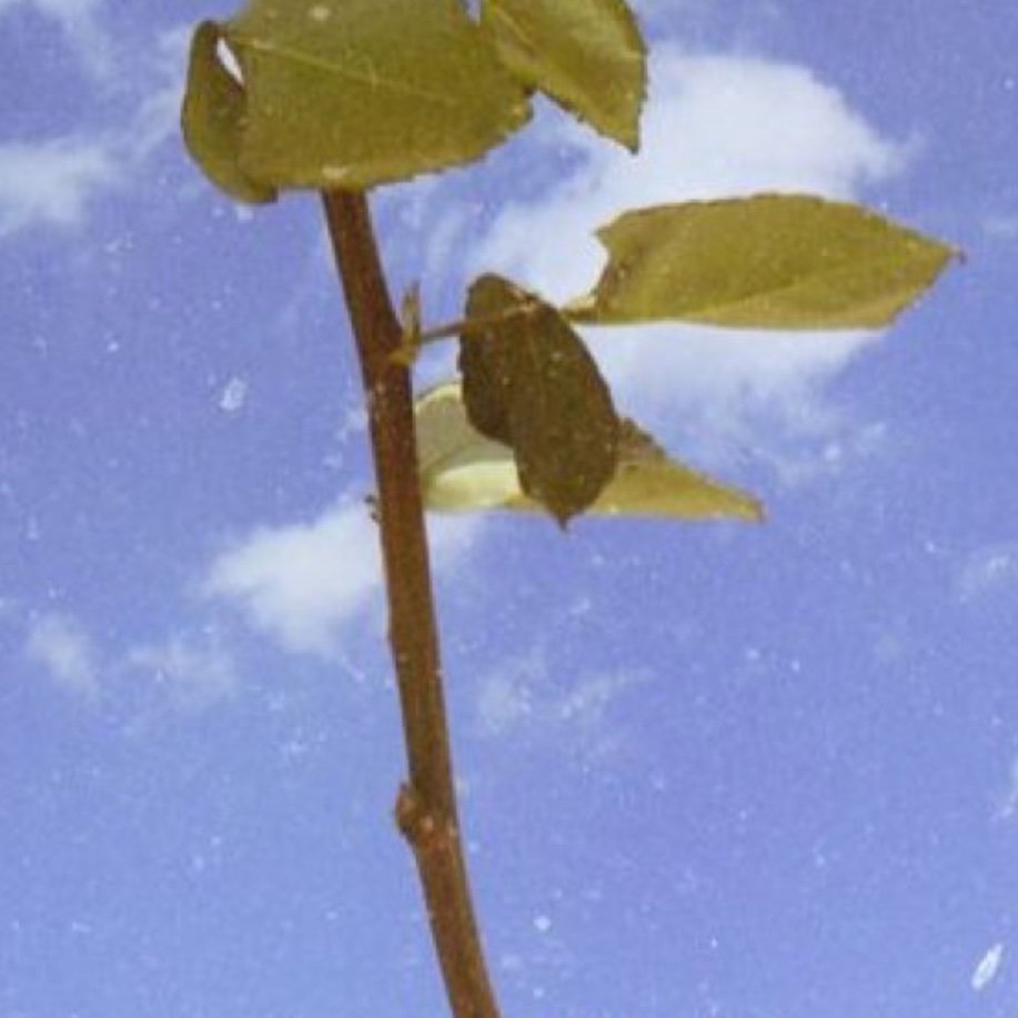 Mirandalov4's profile picture. Midnight Miranduh