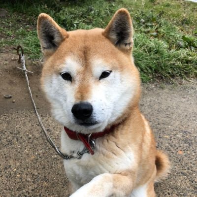 ジンジャー・彌彦さんのプロフィール画像