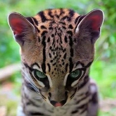 S_I_S_O_B's profile picture. A patriot must always be ready to defend his country against his government. (Edward Abbey)  #uniteblueTX | #atheist | #ProChoice | #metoo