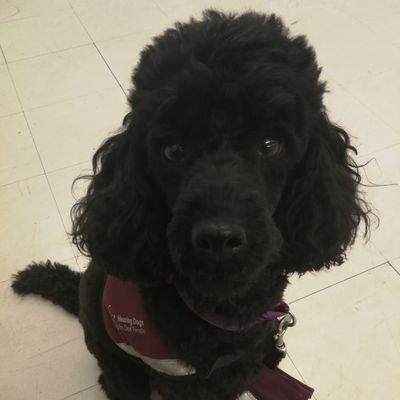 I am a super intelligent hearing dog for my daddy 😀

I won't add squirrels or cats!