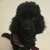 Dory 'The Hearing' Dog (@dog_dory) Twitter profile photo Dory 'The Hearing' Dog (@dog_dory) Twitter profile photo