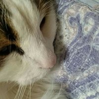 tomi ...........,／torimi-tomio.鳥見 (@tomyo_tomi) Twitter profile photo