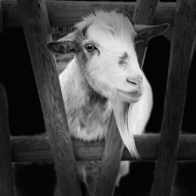 harrywilliams11's profile picture. 