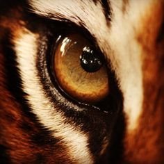 tigrisoculi's profile picture. Defensor de la teoría de la evolución.