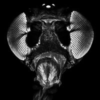 Vilaiwan Fernandes (@fernandesflylab) 's Twitter Profile Photo Vilaiwan Fernandes (@fernandesflylab) 's Twitter Profile Photo