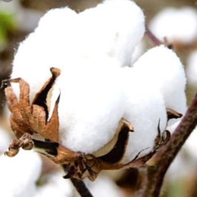 TextilesGreen's profile picture. Advocate for a better, more Circular Eco System #sustainabletextiles