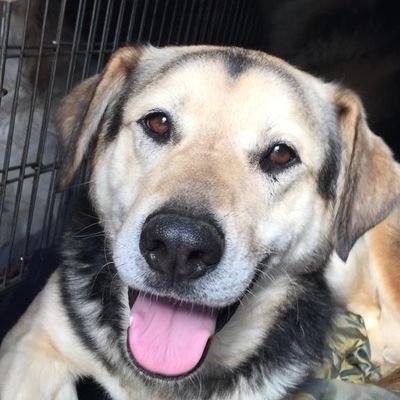 Ras,9 Anni.Maschio.Abusato da umani. Nonostante tutto mi fido ancora di voi.
Cerco una famiglia per la vita.
Per info:3476929417 sabatinilucia79@gmail.com