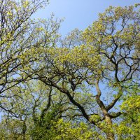 Carol Singleton (@sctcarol) 's Twitter Profile