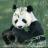 dkfi's profile image