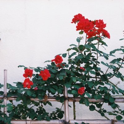 𝕊𝕒𝕜𝕚🥀さんのプロフィール画像