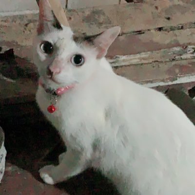 phinchaya's profile picture. 