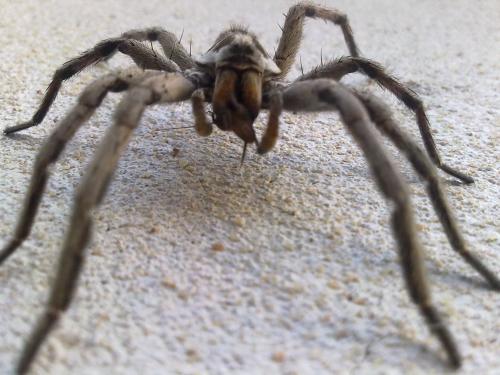 guillepekyotero's profile picture. 