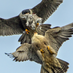 Norwich Peregrines 📷 (@PeregrineSkip) Twitter profile photo