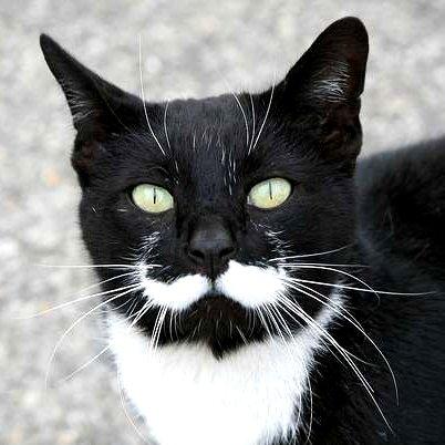 I am an Italian cat from Roma. Don't mess with me. Sì?