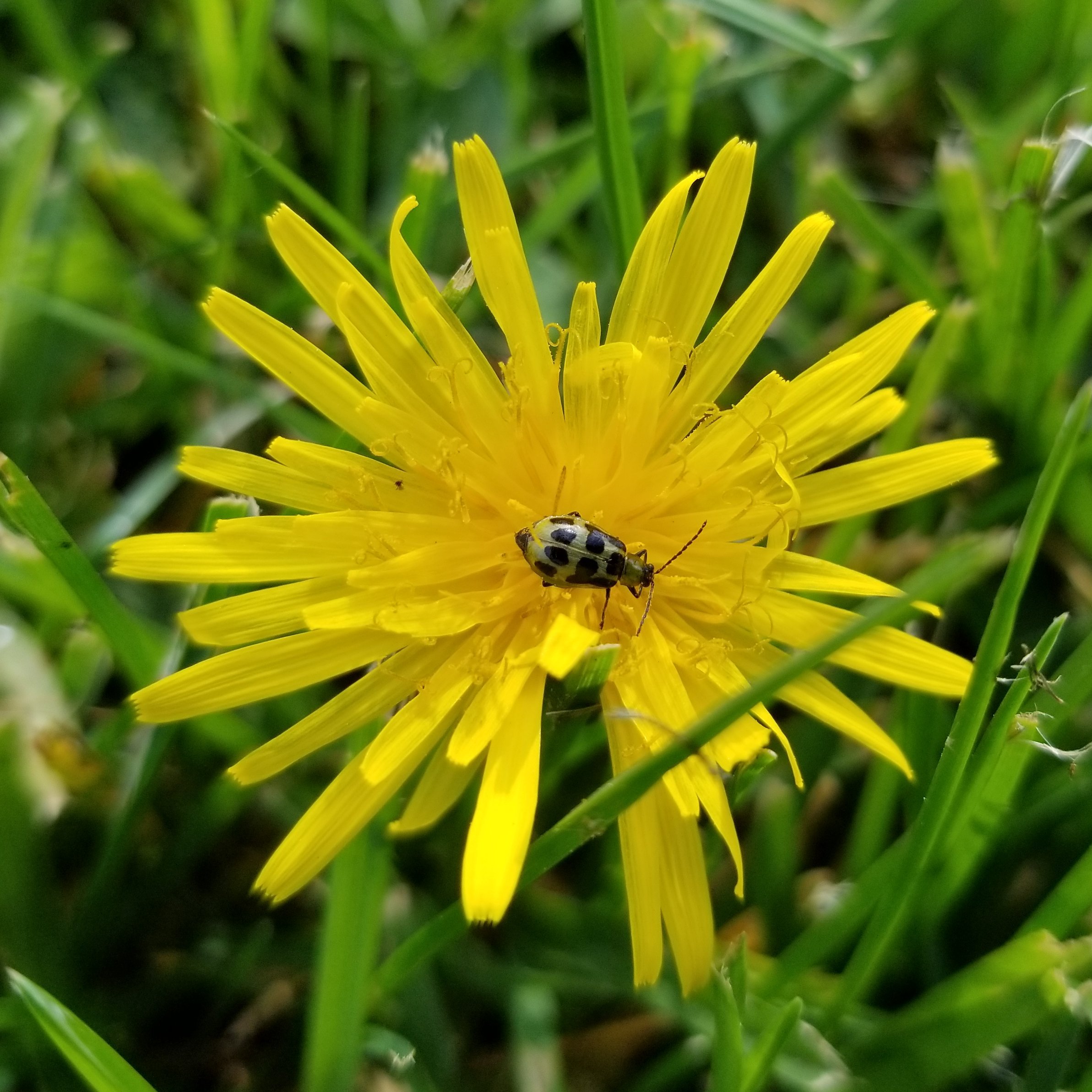 hugs_bugs's profile picture. Bugs found around town.