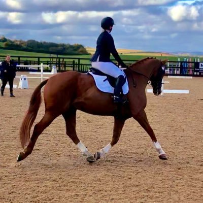 Cill Dara Sportshorses is a producer & supplier of quality Sports Horses for SJ, Dressage, Eventing, Hunting & general riding activities sourced from Ireland