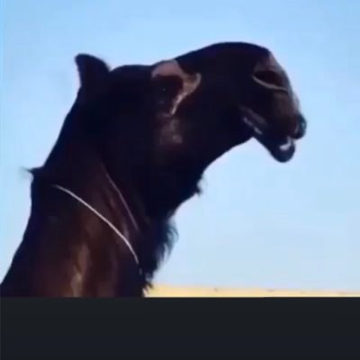 tl_akk's profile picture. 