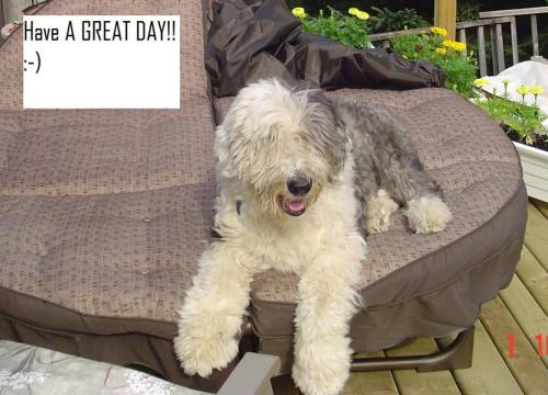 Old English Sheepdog