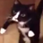 面白動物集合