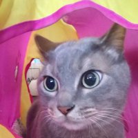 Rei (@reidorami) 's Twitter Profile