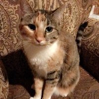 catmommy(@catmommy16) 's Twitter Profileg