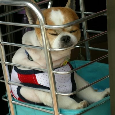 かつて改造手術を受けた改造人間である。いずれ再改造手術を受けパワーダウンする予定。
かわいいものや旨いもの、メカメカしいものが好き。人生、もう楽しいことが残ってないことに気付いてしまった!どうする?
実はJKモデラーです。いつかプラモ説教おじさんをゲットするその日まで。六四天安門事件か…あれは惨かったね
