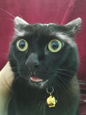 AquiraX9's profile picture. Nothing more, nothing less