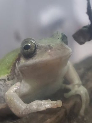 Shima_Chima_Chu's profile picture. #春から柴三郎　かえるくんです
気軽にフォロー、dmしてけろ~🐸