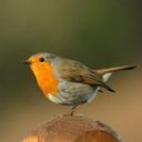 Colin Lloyd - @casualus - Twitter