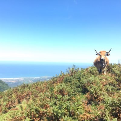 nanomb's profile picture. 