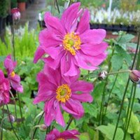 Mill Garden Centre (@millgarden) 's Twitter Profile