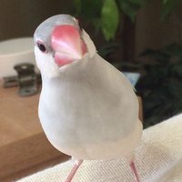 ちゅぴごま (@chupigoma) Twitter profile photo
