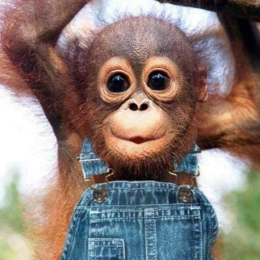 RollieBollie's profile picture. AFOL. Gadgetfreak. Love to watch movies, tv series, American Football, playing video and board games. Breaking/fixing all kind of computer related stuff.