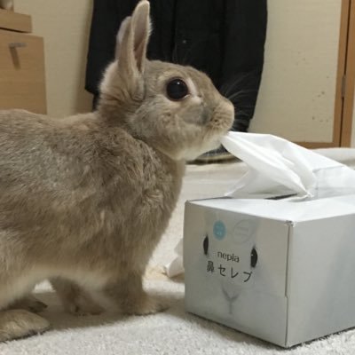 tatsuya71826989's profile picture. ヴィッセル神戸 Tottenham Hotspur Alexandros