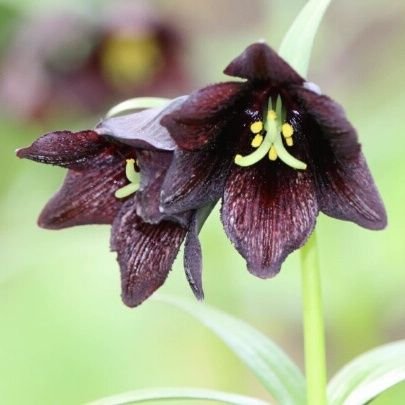 Tsukapon_Dancho's profile picture. 最近はもっぱらトレーナー
団長も兼業してるけど。
指揮官や提督業は休業中