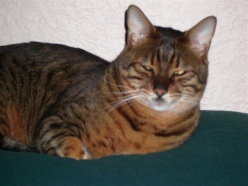 foodformycat's profile picture. I am a cat lover and have three beautful cats. Two Bengals and one Birman called Phoenix, Caesar and Zeus. The one in the profile picture is Caesar.