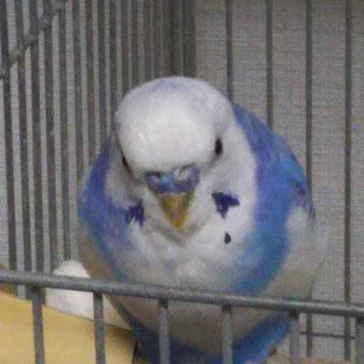 gomaponsio's profile picture. 最近はグラブル：農作業＝7：3ぐらい・完全に引退状態の提督兼トレーナー・Rank375のんびり団長 ※一戸建てマイホームが快適すぎて芸人は休業中です