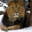 Neil Patton Young - @npy77004 - Twitter