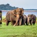 Travel Sri Lanka 🇱🇰🌻🐘🌾 (@lanka_365) Twitter profile photo Travel Sri Lanka 🇱🇰🌻🐘🌾 (@lanka_365) Twitter profile photo