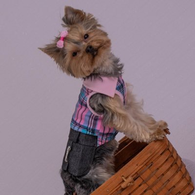 PaulaWa99194026's profile picture. My name is Mini. I’m a teacup Yorkie from Pittsburgh. I adore all kinds of animals & watching animal videos for entertainment. I model for Paulaspawtography.