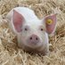 Porkmeat (@puerkisimo1) Twitter profile photo Porkmeat (@puerkisimo1) Twitter profile photo