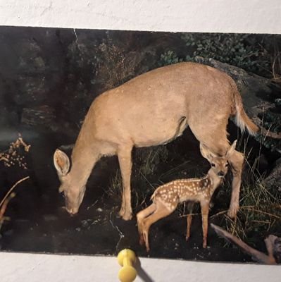 humanryley's profile picture. Ryley. Trans. Human. Socialist. He/him or they/them.