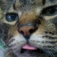 きりっこ/えんむ/くみ (@kiril_enmu) 's Twitter Profile