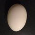 an egg (@eggelbert) Twitter profile photo an egg (@eggelbert) Twitter profile photo